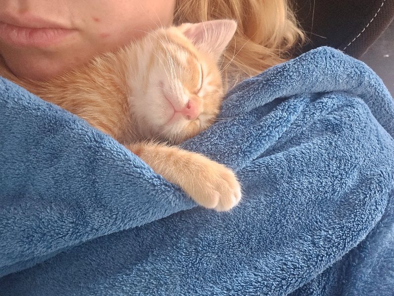 Garfield, a ginger rescue cat