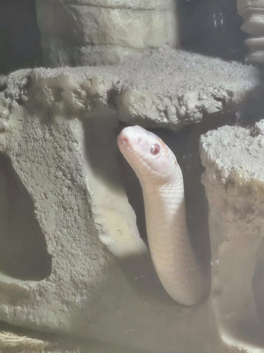 Ghostly Noodle, an albino corn snake